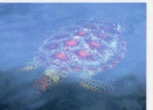 Blog 2-photo-turtle-compressed