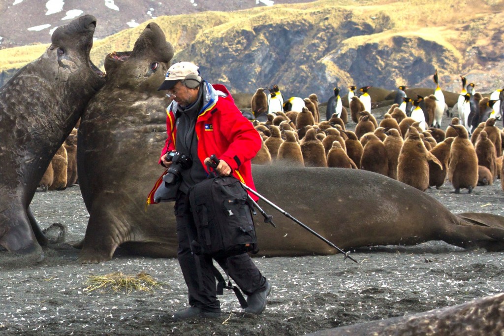 Blog 5-Carl Safina and elephant seals
