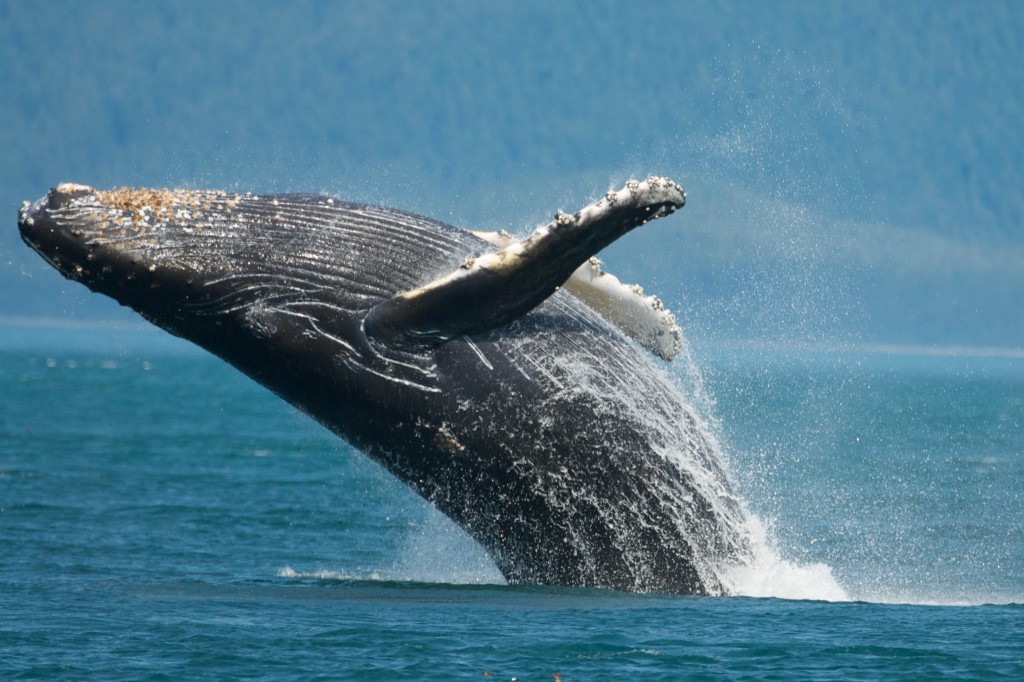 Blog 6-humpback whale-Clinton Bauder