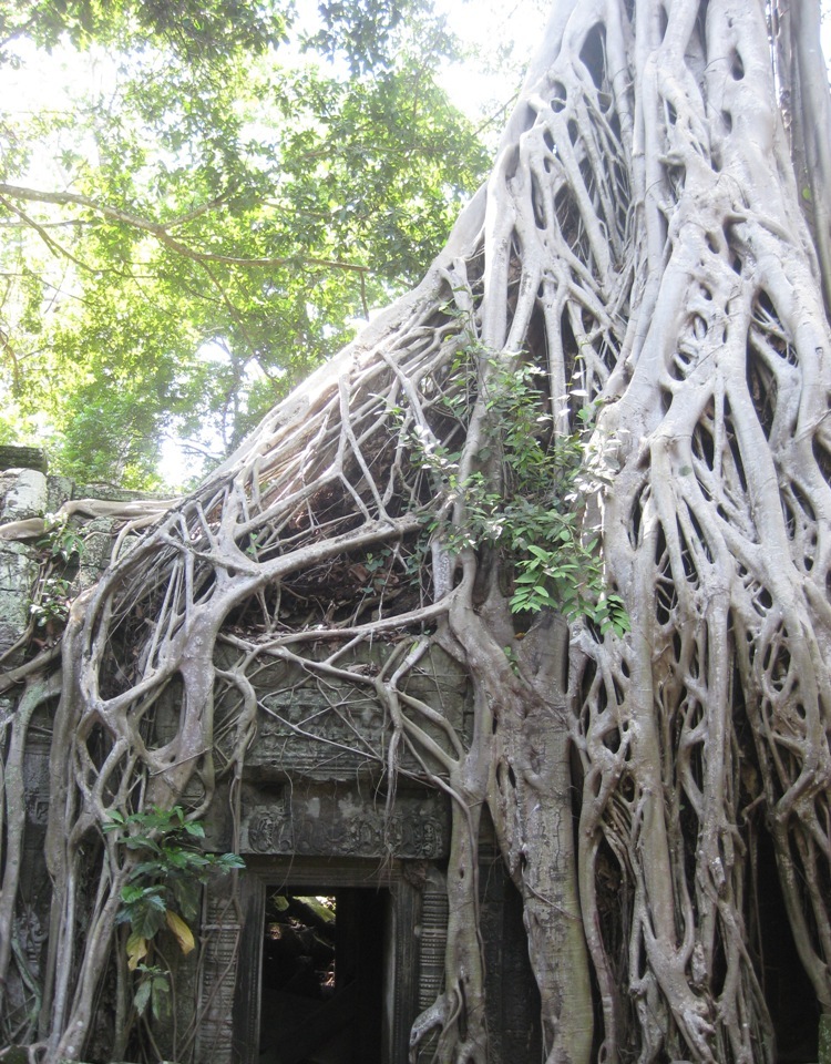 Angkor Wat tree