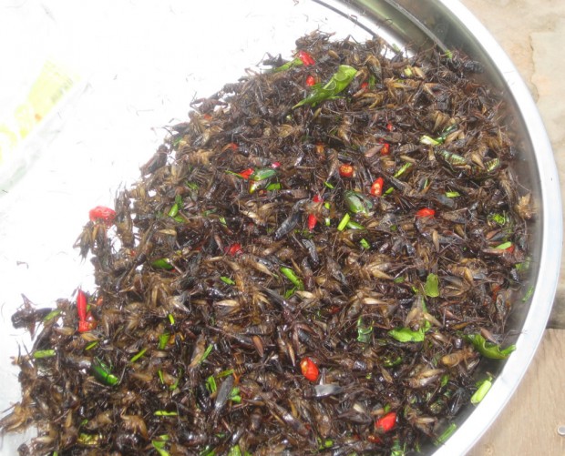 blog 8a-grasshoppers and chilis for dinner