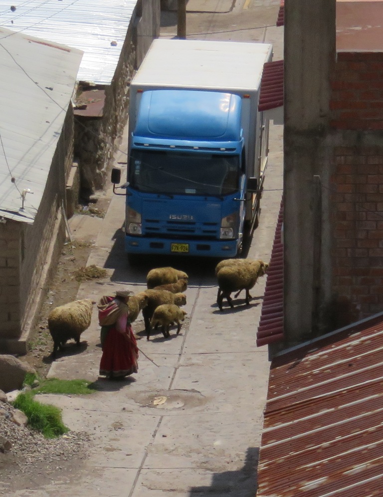 blog 97-Cabanaconde woman w sheep